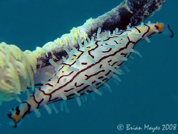Ovulidae (Phenacovolva poppei) with pretty pattern on exp... by Brian Mayes 